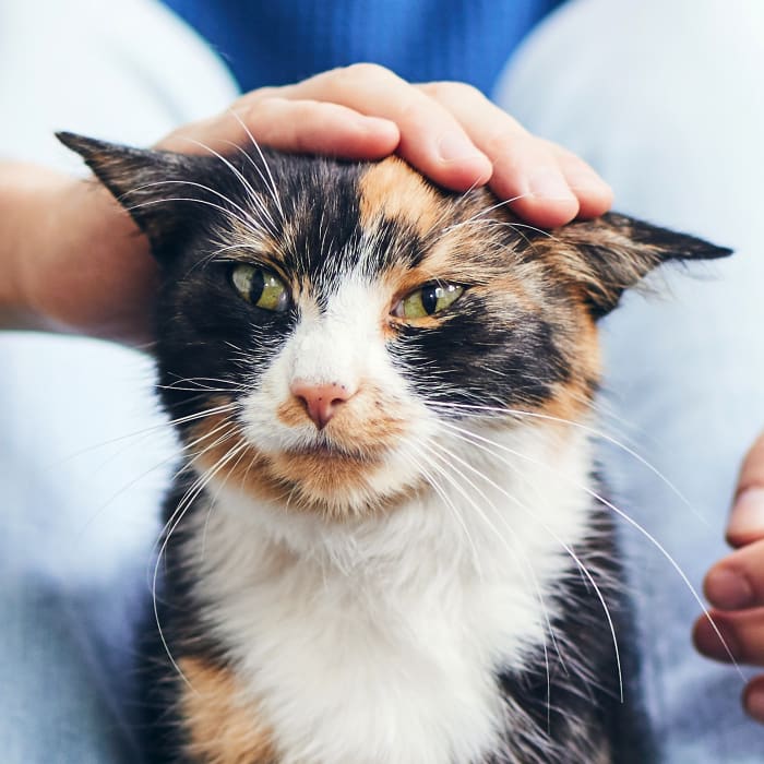 Preventive Care, Parry Sound Vets