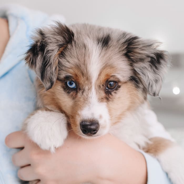 Routine Exams, Parry Sound Vets