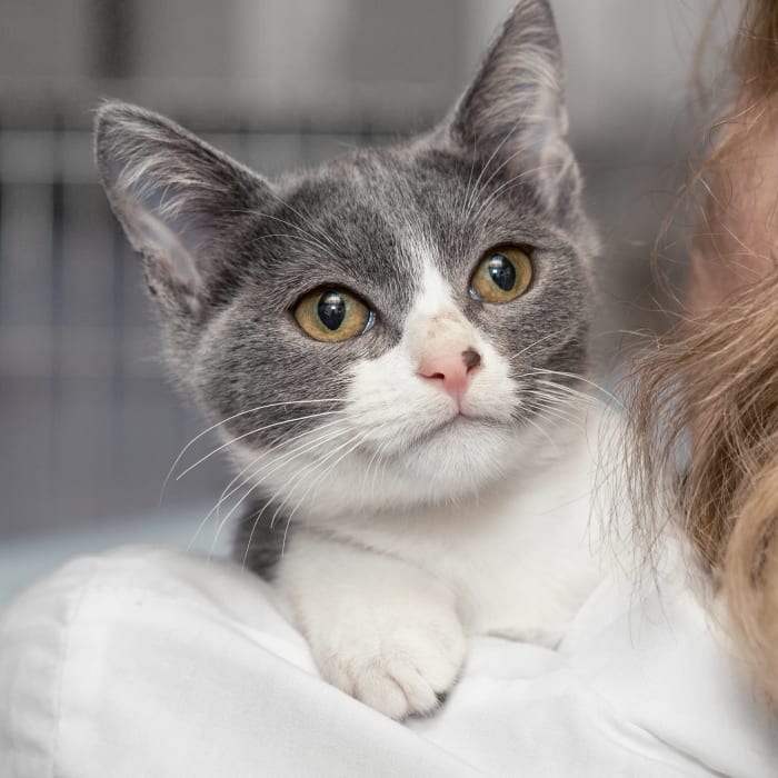 Geriatric Care, Parry Sound Vets