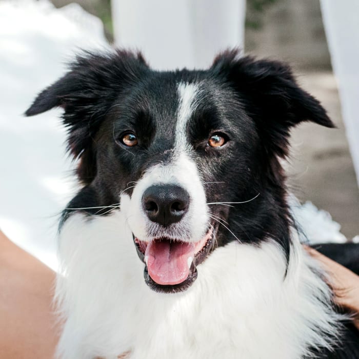 Dental Care, Parry Sound Vets