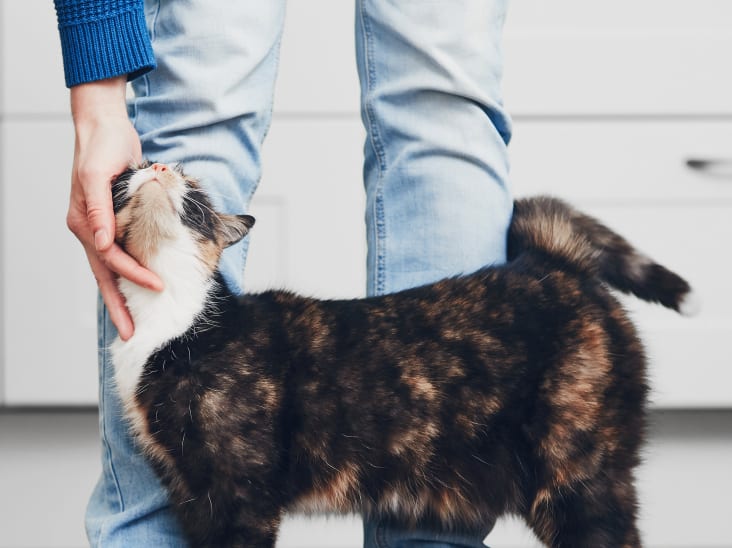 Parry Sound Animal Hospital