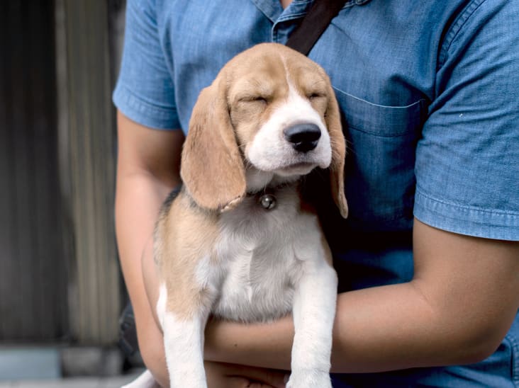 Parry Sound Animal Hospital