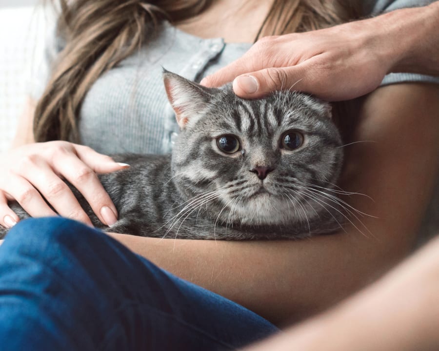 Puppies & Kittens, Parry Sound Veterinarians