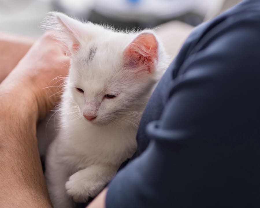 Spaying & Neutering, Parry Sound Veterinarians